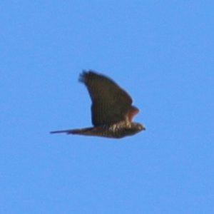 Accipiter cirrocephalus at Kelly Park - 7 Feb 2021