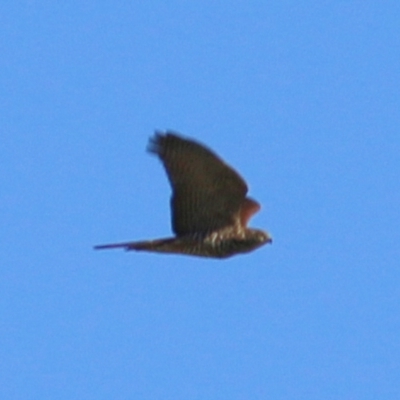 Accipiter cirrocephalus (Collared Sparrowhawk) at Wodonga, VIC - 6 Feb 2021 by Kyliegw