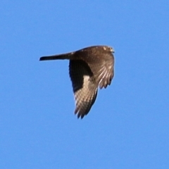 Accipiter cirrocephalus at Kelly Park - 7 Feb 2021