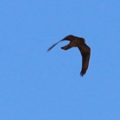 Accipiter cirrocephalus at Kelly Park - 7 Feb 2021