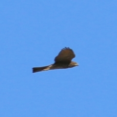 Accipiter cirrocephalus at Kelly Park - 7 Feb 2021