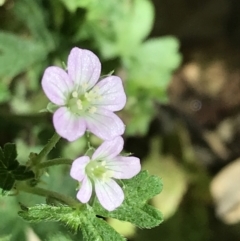 Geranium solanderi var. solanderi (Native Geranium) at Hughes Garran Woodland - 7 Feb 2021 by Tapirlord