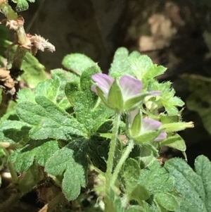 Geranium solanderi var. solanderi at Garran, ACT - 7 Feb 2021