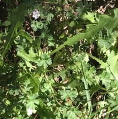 Geranium solanderi var. solanderi at Garran, ACT - 7 Feb 2021