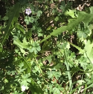 Geranium solanderi var. solanderi at Garran, ACT - 7 Feb 2021