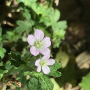 Geranium solanderi var. solanderi at Garran, ACT - 7 Feb 2021 11:30 AM