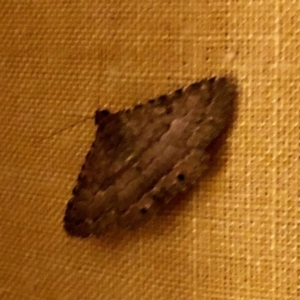 Diatenes aglossoides at Aranda, ACT - 6 Feb 2021 10:05 PM