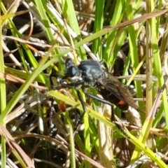 Apothechyla sp. (genus) (Robber fly) at Dunlop Grasslands - 6 Feb 2021 by tpreston