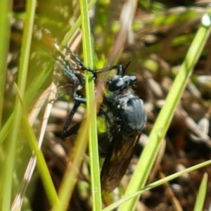 Apothechyla sp. (genus) at Dunlop, ACT - 7 Feb 2021