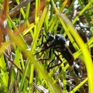 Apothechyla sp. (genus) at Dunlop, ACT - 7 Feb 2021