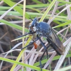 Apothechyla sp. (genus) at Dunlop, ACT - 7 Feb 2021 09:36 AM