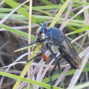 Apothechyla sp. (genus) at Dunlop, ACT - 7 Feb 2021