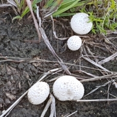 zz puffball at Fraser, ACT - 6 Feb 2021 by tpreston