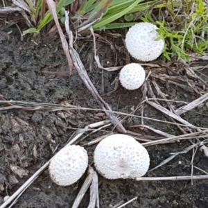 zz puffball at Fraser, ACT - 7 Feb 2021 09:58 AM