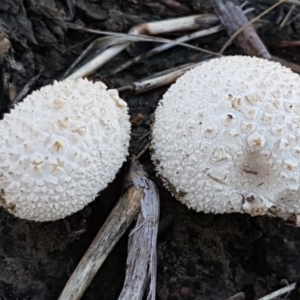 zz puffball at Fraser, ACT - 7 Feb 2021 09:58 AM