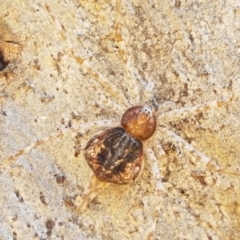 Tamopsis sp. (genus) (Two-tailed spider) at Fraser, ACT - 7 Feb 2021 by trevorpreston