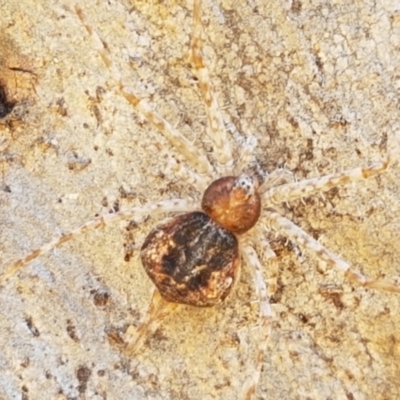 Tamopsis sp. (genus) (Two-tailed spider) at Fraser, ACT - 7 Feb 2021 by trevorpreston