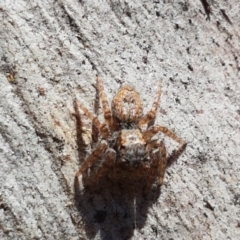 Servaea sp. (genus) (Unidentified Servaea jumping spider) at Fraser, ACT - 7 Feb 2021 by trevorpreston