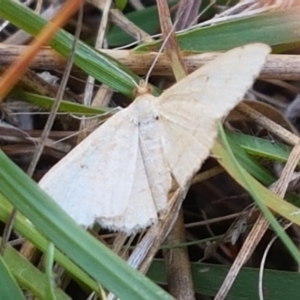 Geometridae (family) ADULT at Fraser, ACT - 7 Feb 2021 10:19 AM