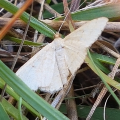 Geometridae (family) ADULT at Fraser, ACT - 7 Feb 2021 by trevorpreston