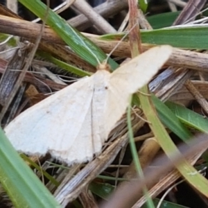 Geometridae (family) ADULT at Fraser, ACT - 7 Feb 2021