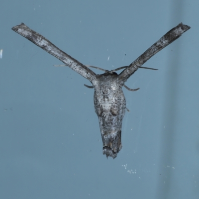 Phazaca interrupta (Plain Roll-moth) at Ainslie, ACT - 6 Feb 2021 by jbromilow50