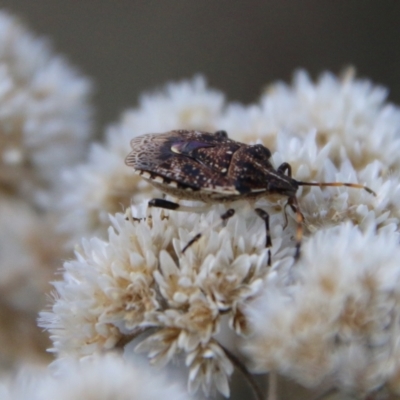Oncocoris sp. (genus) (A stink bug) at Hughes Grassy Woodland - 25 Jan 2021 by LisaH
