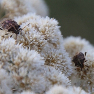 Oncocoris sp. (genus) at Hughes, ACT - 26 Jan 2021