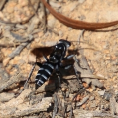 Turneromyia sp. (genus) (Zebra spider wasp) at Hughes Grassy Woodland - 24 Jan 2021 by LisaH