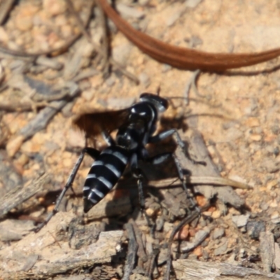 Turneromyia sp. (genus) (Zebra spider wasp) at Hughes Grassy Woodland - 24 Jan 2021 by LisaH