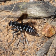 Turneromyia sp. (genus) at Hughes, ACT - 24 Jan 2021 11:59 AM