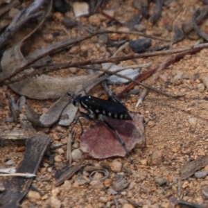 Turneromyia sp. (genus) at Hughes, ACT - 24 Jan 2021 11:59 AM