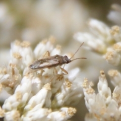 Miridae (family) (Unidentified plant bug) at Hughes Grassy Woodland - 24 Jan 2021 by LisaH