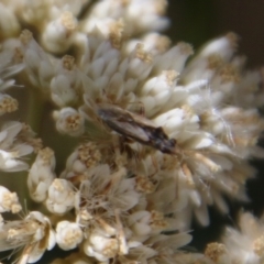 Miridae (family) at Hughes, ACT - 24 Jan 2021 11:49 AM