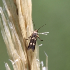 Eretmocera (genus) (Scythrididae family) at Deakin, ACT - 7 Feb 2021 by LisaH