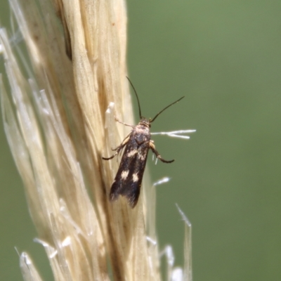 Eretmocera (genus) (Scythrididae family) at Hughes Grassy Woodland - 7 Feb 2021 by LisaH