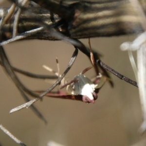 Uresiphita ornithopteralis at Hughes, ACT - 7 Feb 2021 11:21 AM