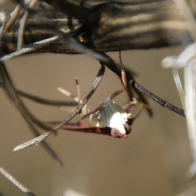 Uresiphita ornithopteralis (Tree Lucerne Moth) at Hughes Grassy Woodland - 7 Feb 2021 by LisaH