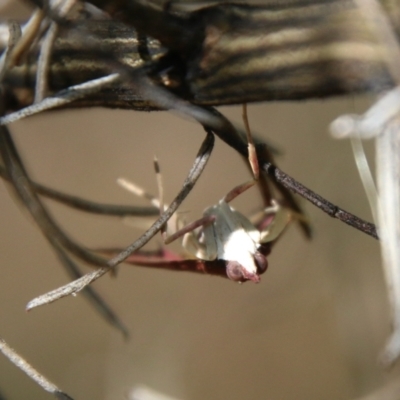 Uresiphita ornithopteralis (Tree Lucerne Moth) at Hughes, ACT - 7 Feb 2021 by LisaH