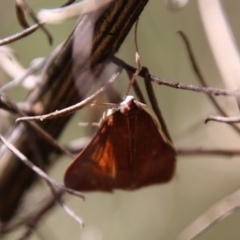 Uresiphita ornithopteralis at Hughes, ACT - 7 Feb 2021