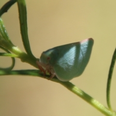 Siphanta sp. (genus) (Green planthopper, Torpedo bug) at Hughes Grassy Woodland - 7 Feb 2021 by LisaH