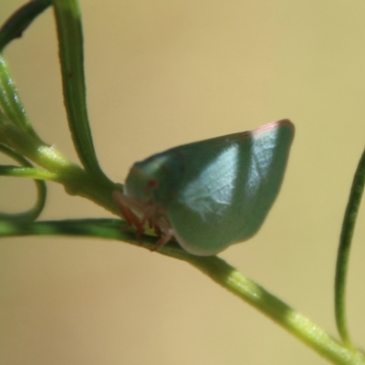 Siphanta sp. (genus) (Green planthopper, Torpedo bug) at Hughes Grassy Woodland - 7 Feb 2021 by LisaH