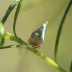 Siphanta sp. (genus) at Hughes, ACT - 7 Feb 2021