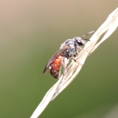 Lasioglossum (Parasphecodes) sp. (genus & subgenus) (Halictid bee) at Red Hill to Yarralumla Creek - 7 Feb 2021 by LisaH