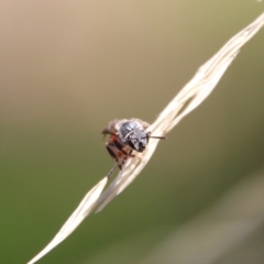 Lasioglossum (Parasphecodes) sp. (genus & subgenus) at Hughes, ACT - 7 Feb 2021 11:15 AM