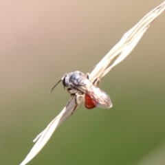 Lasioglossum (Parasphecodes) sp. (genus & subgenus) at Hughes, ACT - 7 Feb 2021 11:15 AM