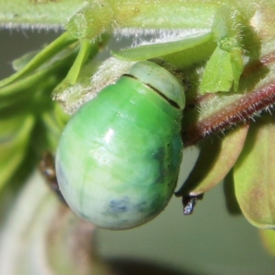 Calomela (genus) (Acacia leaf beetle) at Hughes, ACT - 7 Feb 2021 by LisaH