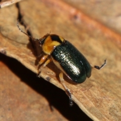 Aporocera (Aporocera) consors (A leaf beetle) at Hughes Grassy Woodland - 7 Feb 2021 by LisaH
