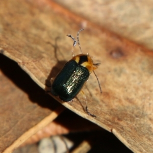 Aporocera (Aporocera) consors at Hughes, ACT - 7 Feb 2021