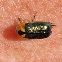 Aporocera (Aporocera) consors at Hughes, ACT - 7 Feb 2021